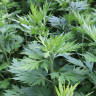 Greatest Hits 2023: Mugwort the Herb vs. Mugwort the Weed
